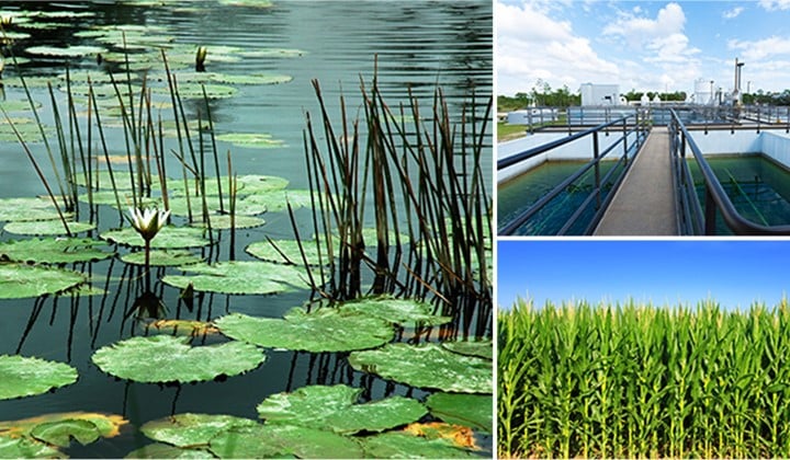 Agricultural Applications: Zinc sulfate powder Agricultural Applications: Zinc sulfate powder