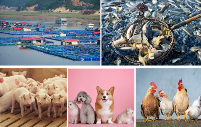 Fish Protein Hydrolysate Feed Uses Fish Protein Hydrolysate Feed Uses