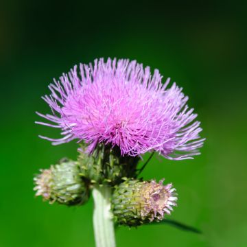 Éifeachtaí An Thistle Bainne is Fearr
